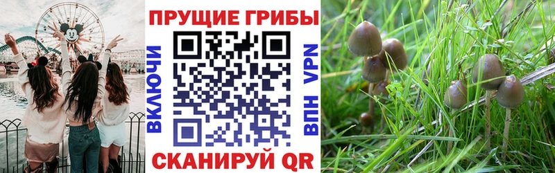 Купить закладки  Струнино  Галлюциногенные грибы Cubensis 